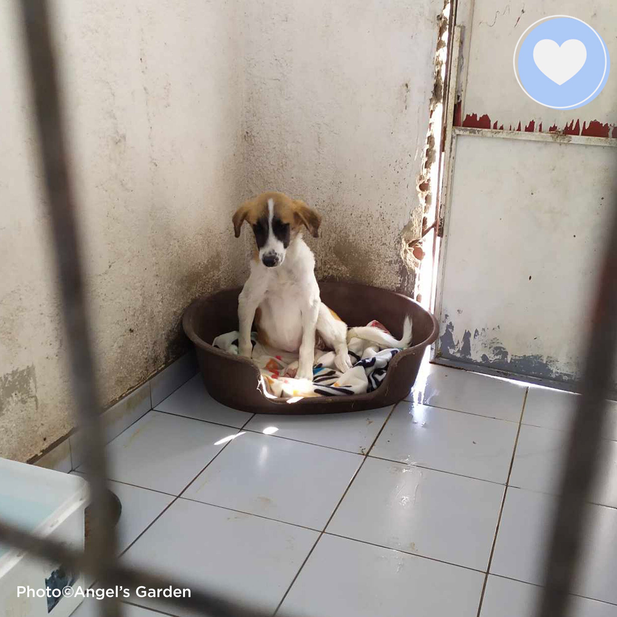 Funded: Persephone Deserves A Shot At A Good Life、mySite、camillekostekn