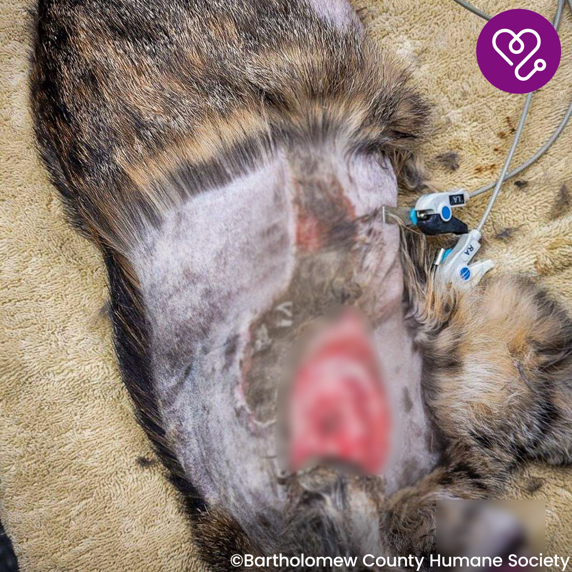 Funded: Mavis was Attacked and Needs Help to Heal、mySite、camillekostekn