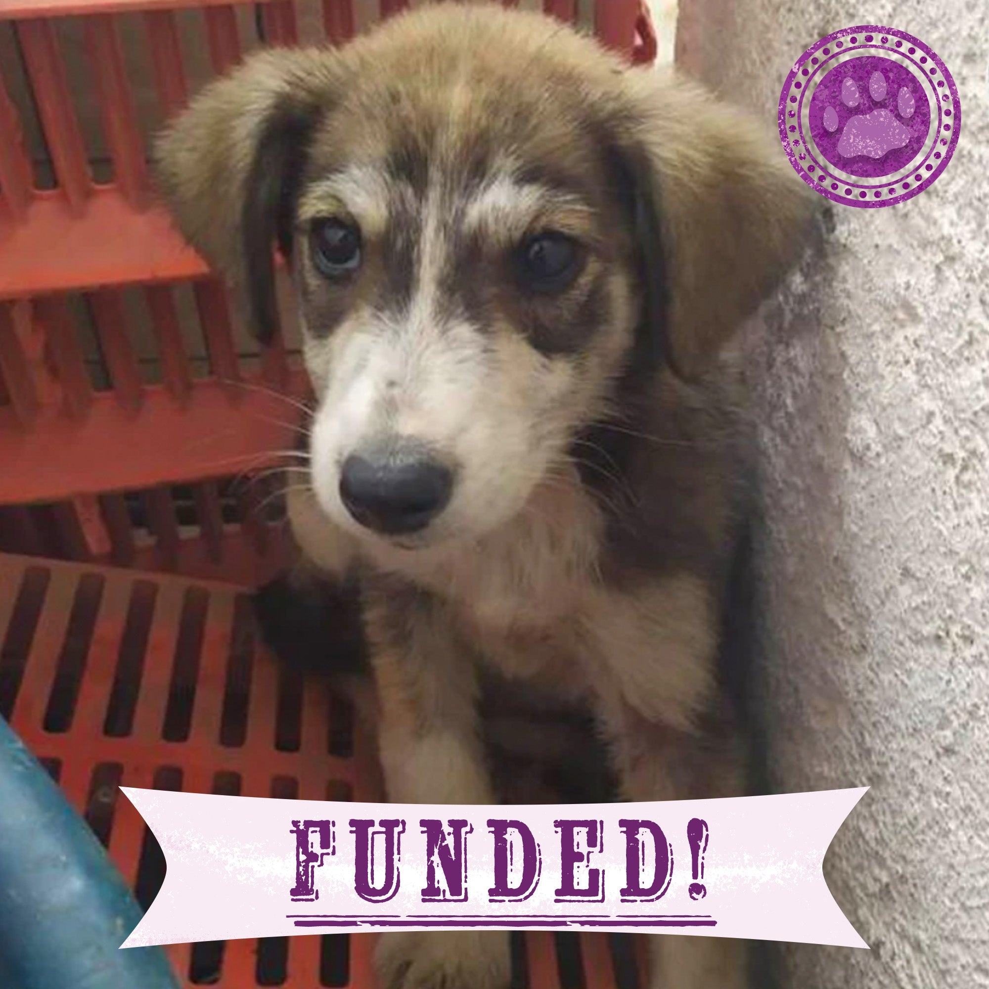 Funded: Give Aphrodite a Chance to Survive and Thrive、mySite、camillekostekn