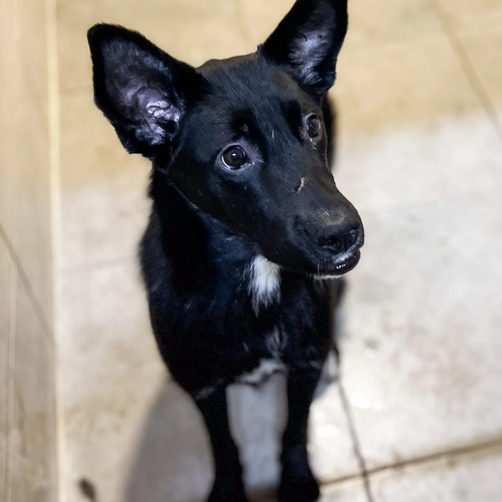 A Horrible Wound Gave Him A Permanent Smile That Only Surgery Can Fix、mySite、camillekostekn