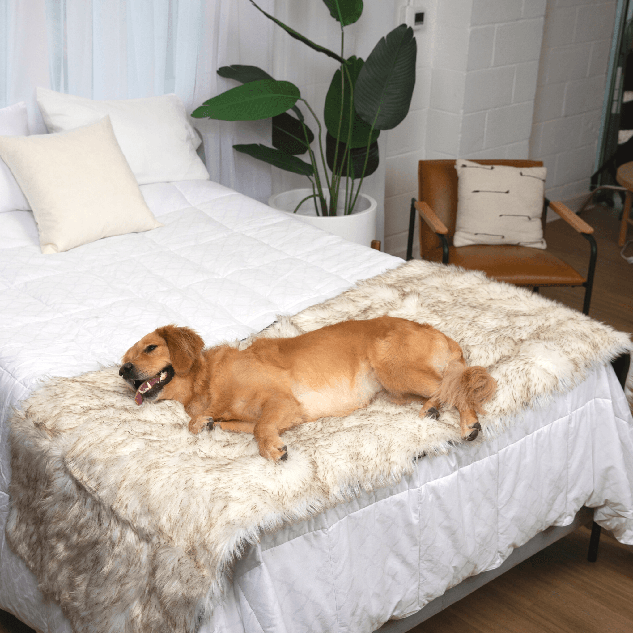 PupProtector™ Waterproof Bed Runner - White with Brown Accents、mySite、solidvoid
