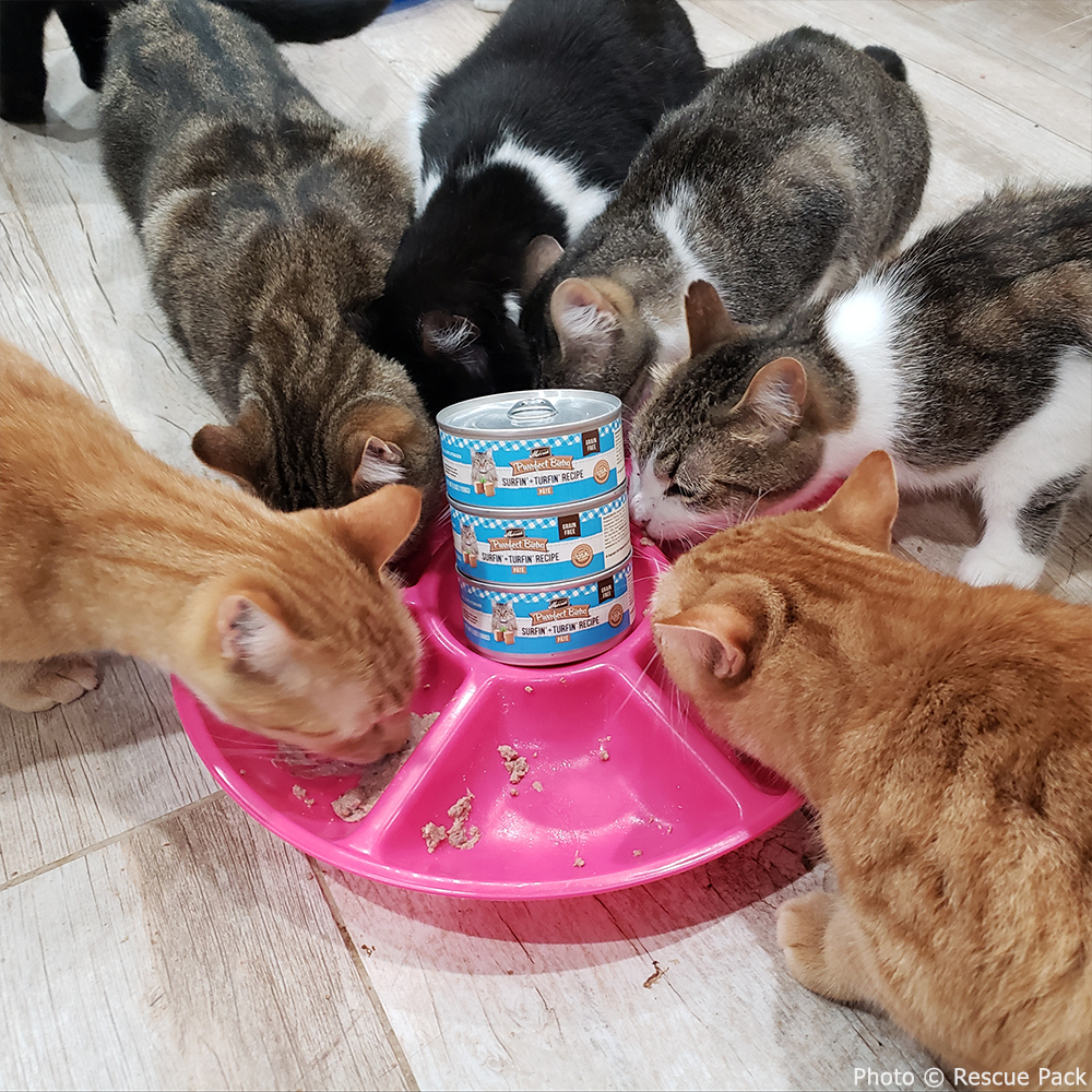 Send a Care Package to a Shelter Pet this Holiday Season、mySite、camillekostekn