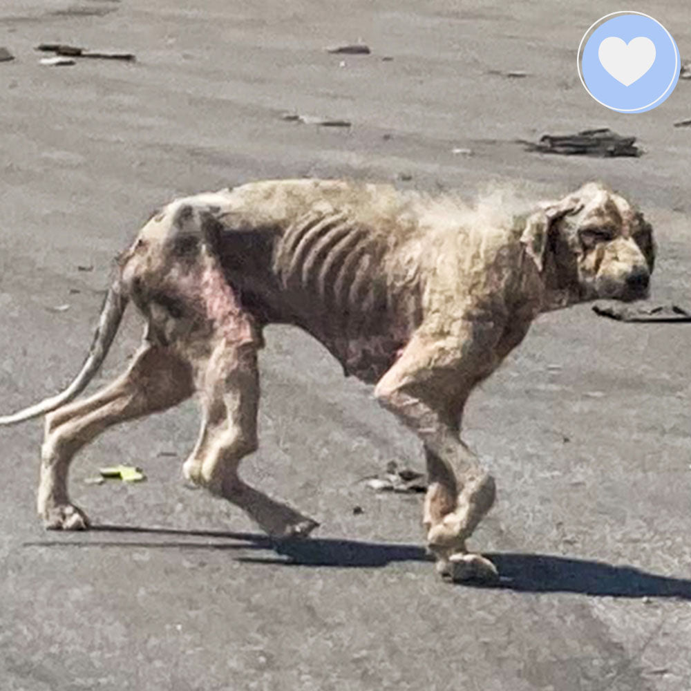 Funded: Help Gaia Survive Mange and Starvation、mySite、camillekostekn