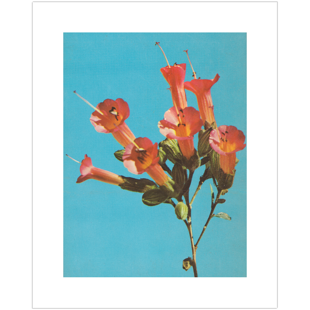 Kantuta Flower Pink Blossoms Teal Sky Fine Art Print、mySite、gigharbornorthrealestate