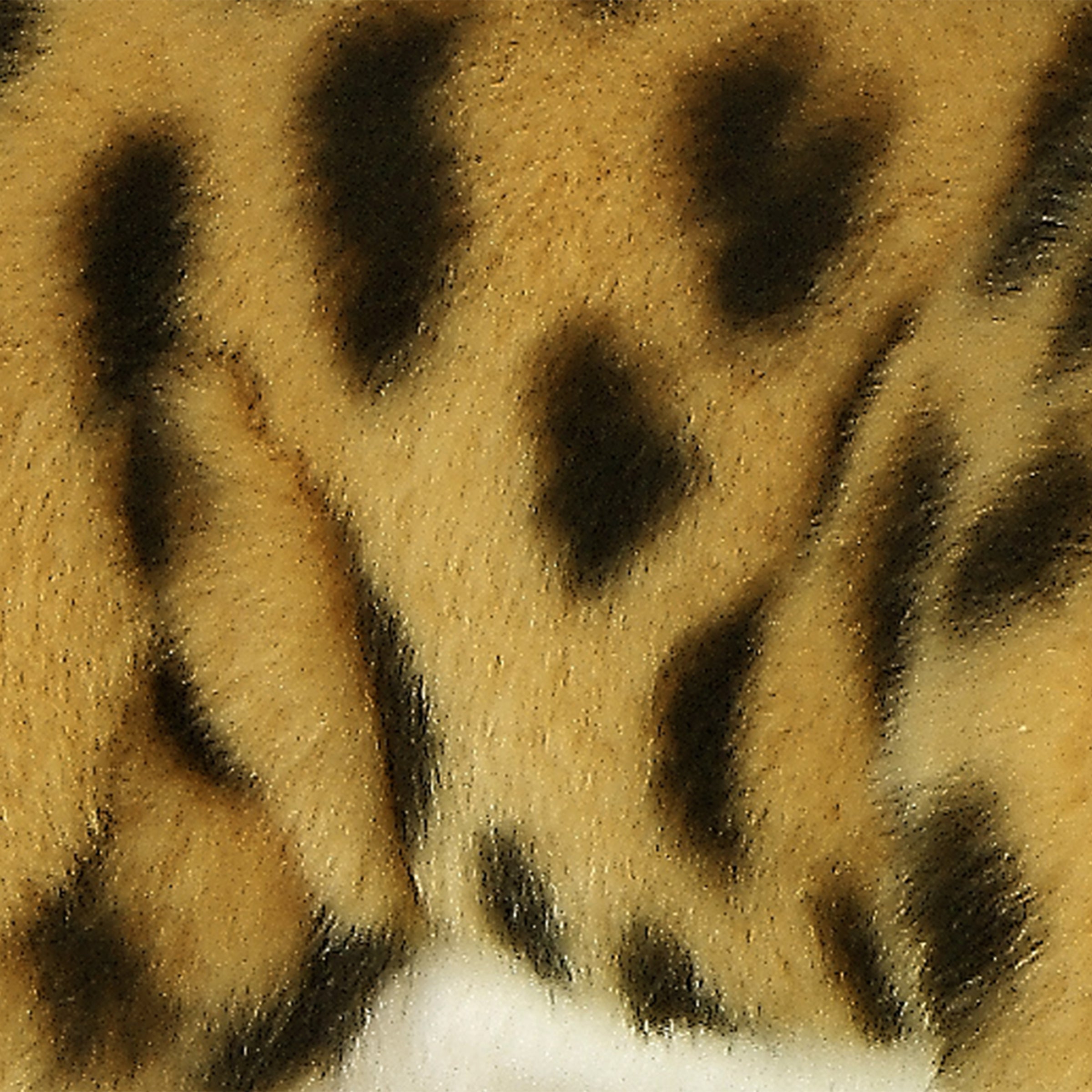 Aurora® - Miyoni® - Cheetah、mySite、g9winljtr