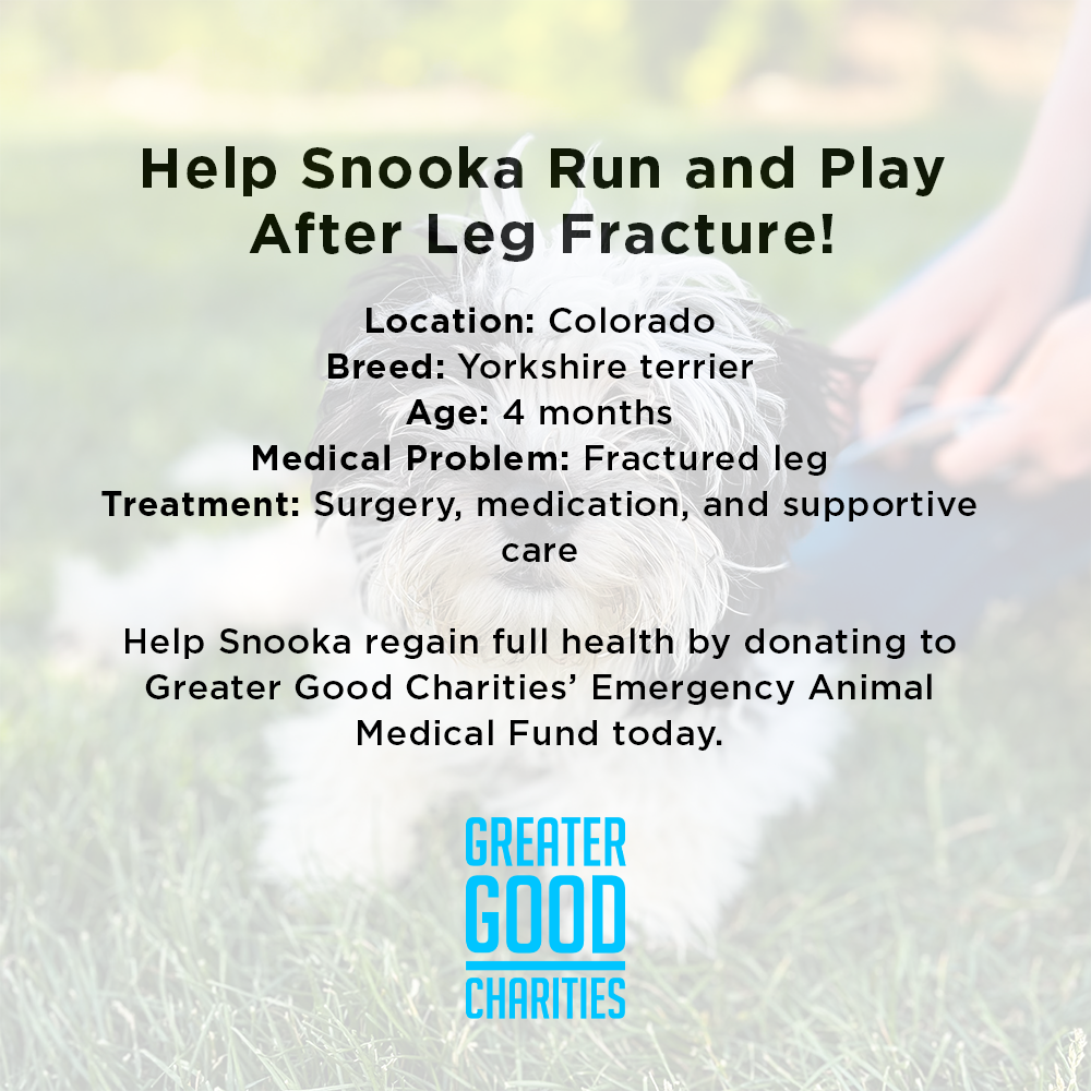 Funded: Help Snooka Run and Play After Leg Fracture、mySite、camillekostekn