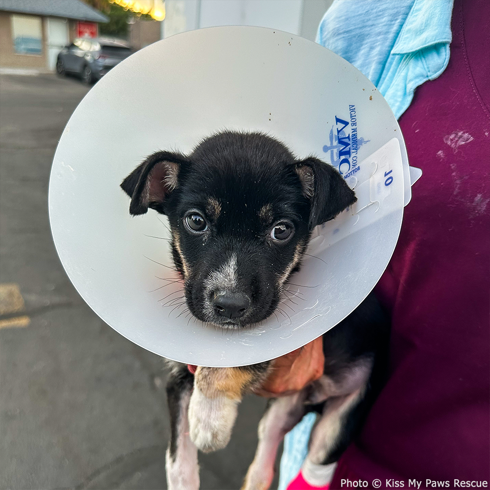 Help Spartacus Win the Battle Against Parvo、mySite、camillekostekn