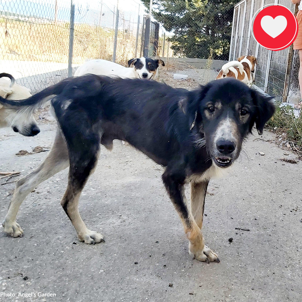 Help Spay/Neuter & Give Critical Medical Care To Dogs Living At Dump、mySite、camillekostekn