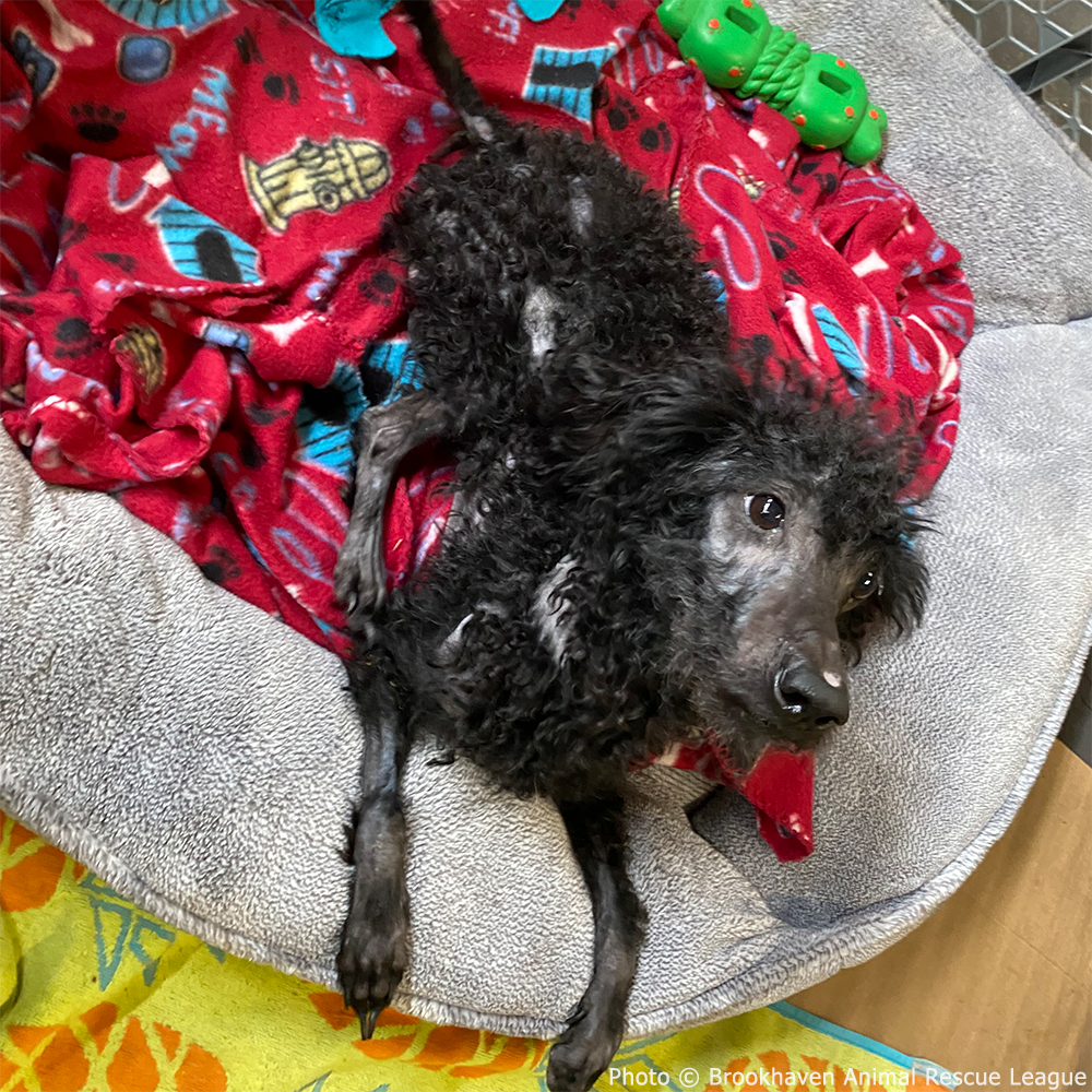 Funded: Help Fearless Flint Regain His Strength After Malnourishment、mySite、camillekostekn