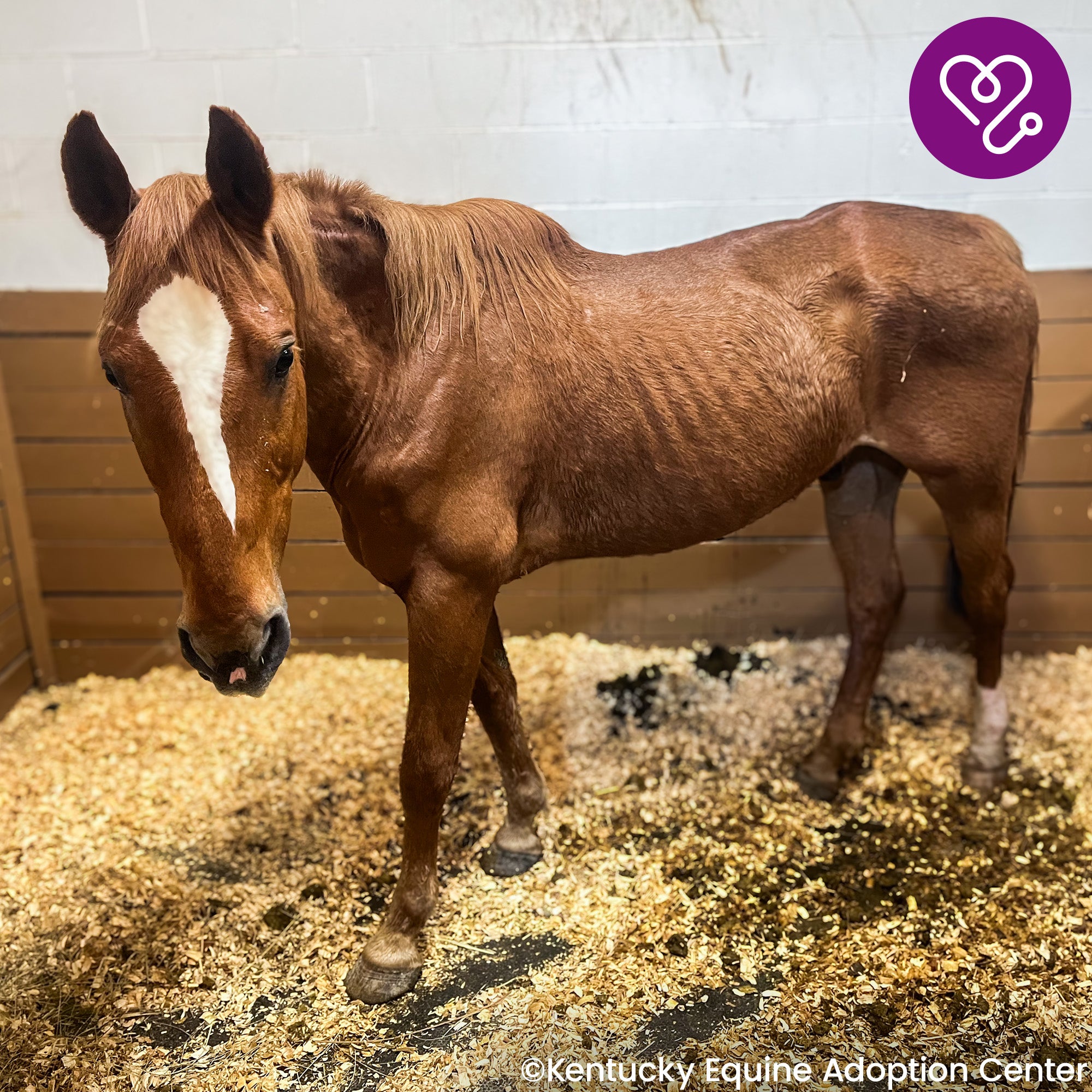 Funded: Help River Regain His Strength、mySite、camillekostekn