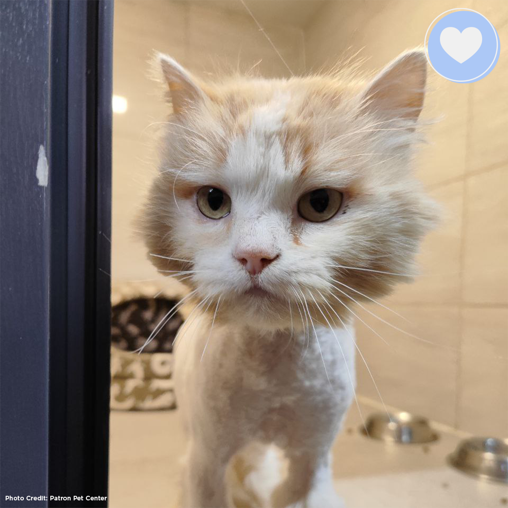 Funded: Help Lion Heal After Being Stranded in a War Zone、mySite、camillekostekn