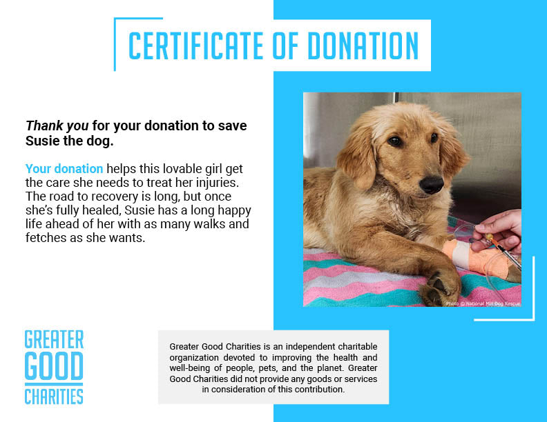 Struck by Car, Susie Needs Your Help、mySite、camillekostekn