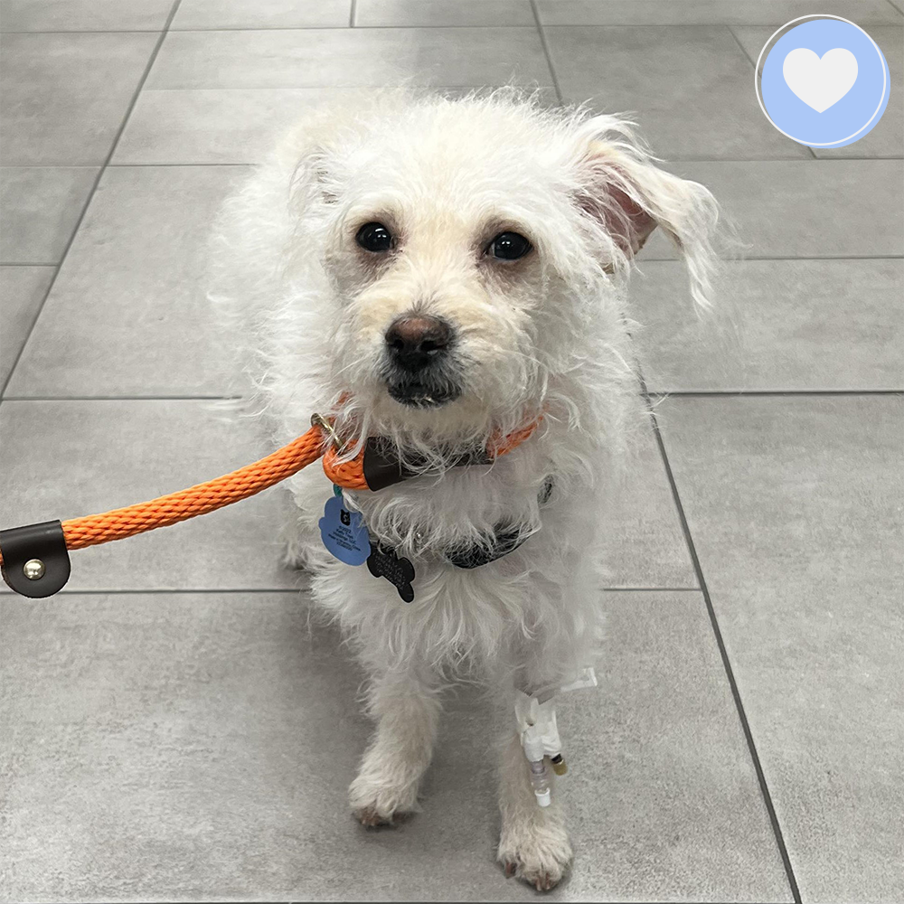 Funded: Help Jinx Heal After Kidney Infection、mySite、camillekostekn