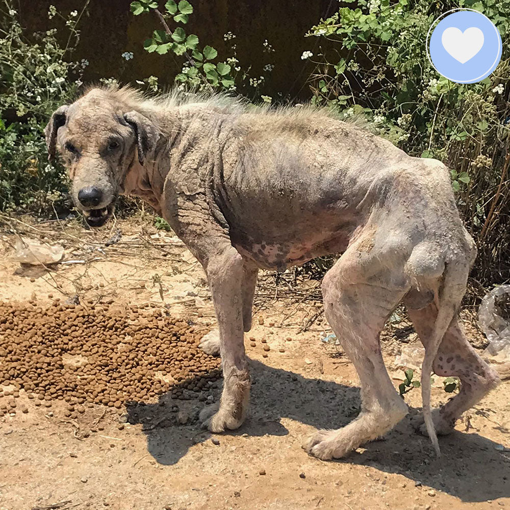 Funded: Help Gaia Survive Mange and Starvation、mySite、camillekostekn