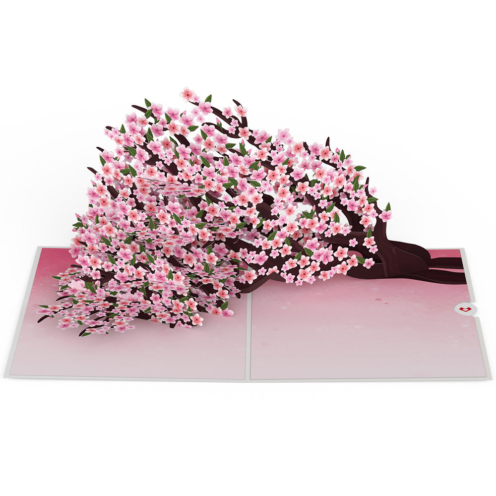 Cherry Blossom Branches in Bloom Pop-Up Card、mySite、solidvoid
