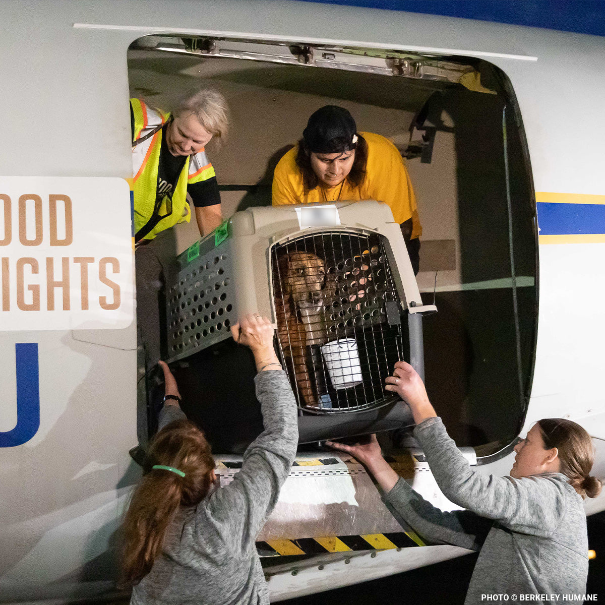 EMERGENCY EVACUATIONS: Fly Pets Out of Hurricane-Ravaged Shelters、mySite、camillekostekn