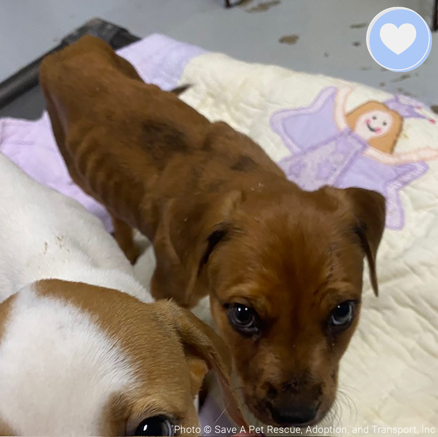 Funded - Give Chance A Chance: Fund Emergency Blood Transfusion、mySite、camillekostekn