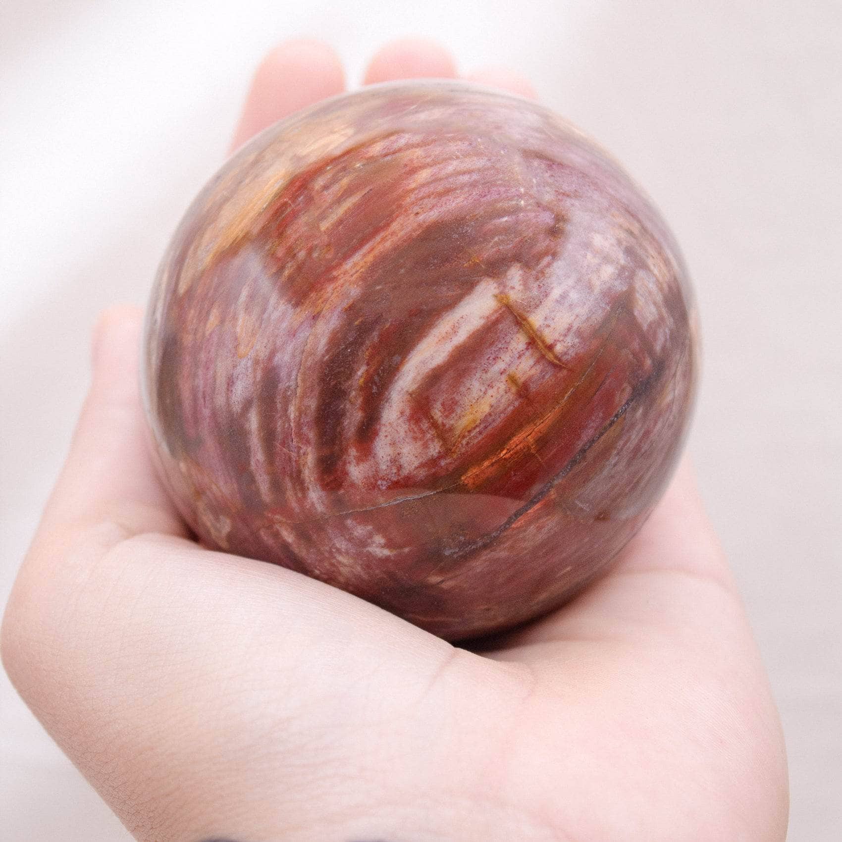 Petrified Wood Sphere - AAA Premium Quality、mySite、hinf8tx79