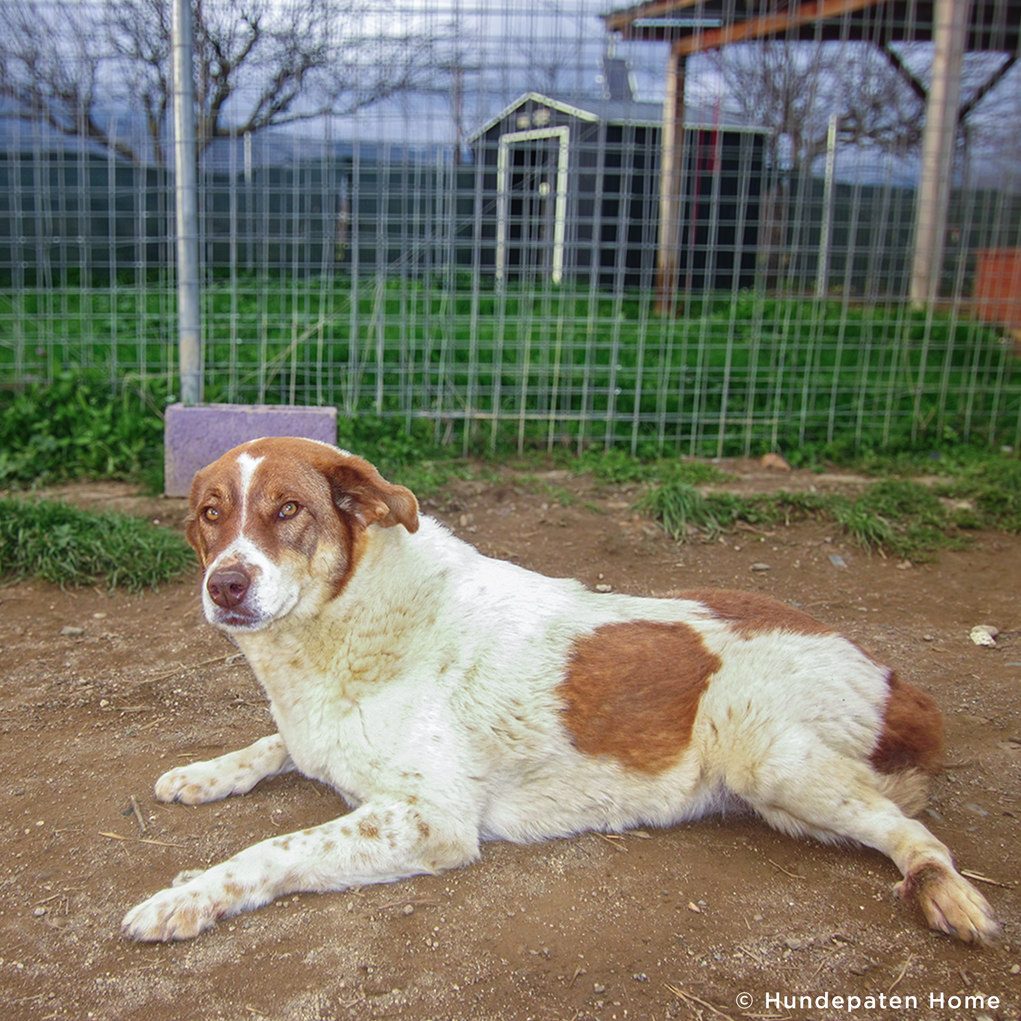 Funded: Help Aggie Walk Again After Spine Paralysis、mySite、camillekostekn