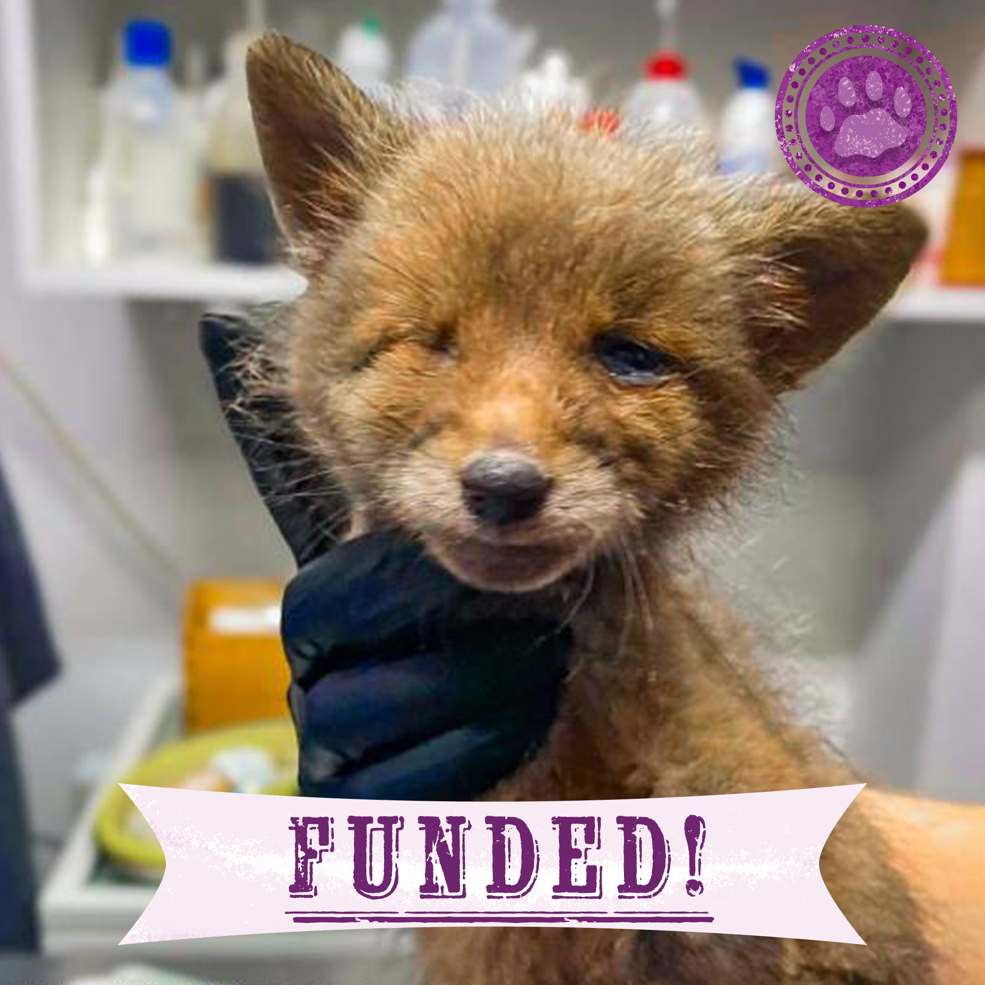 Funded: Emaciated, One-Eyed Fox Cub Needs Love & Care、mySite、camillekostekn