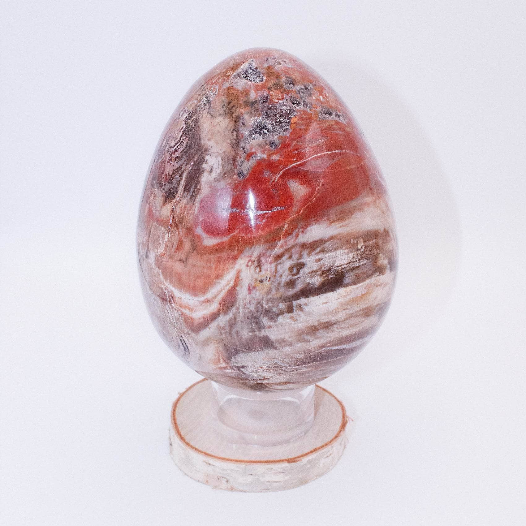 Petrified Wood Egg - AAA Premium Quality、mySite、hinf8tx79