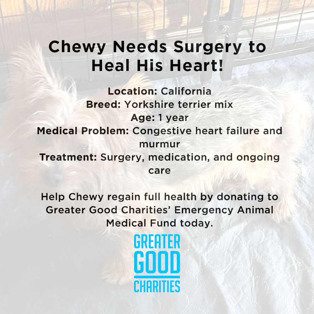 Funded: Chewy Needs Surgery to Heal His Heart、mySite、camillekostekn