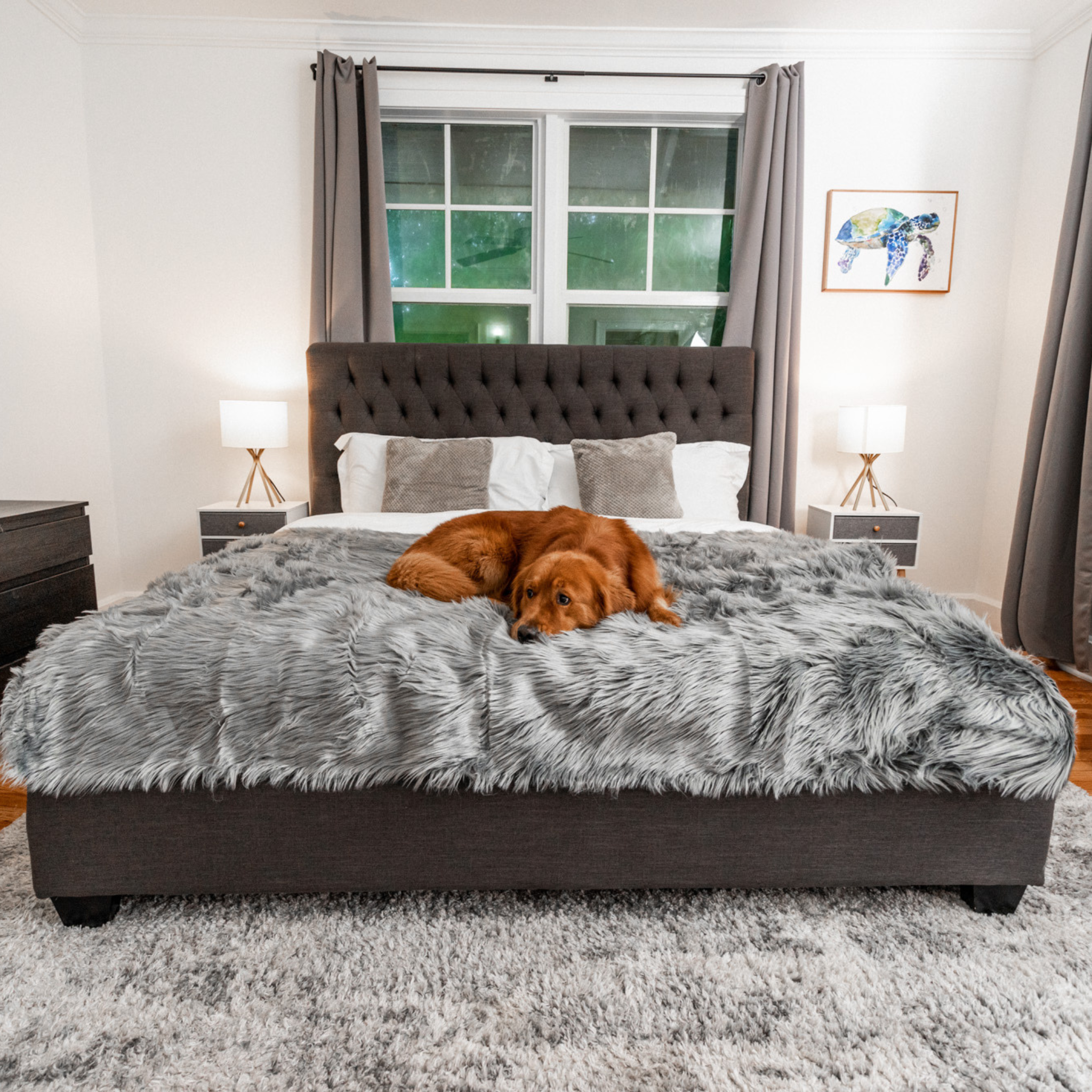 PupCloud™ Human-Size Dog Bed + Matching Waterproof Blanket Bundle - Charcoal Grey、mySite、solidvoid