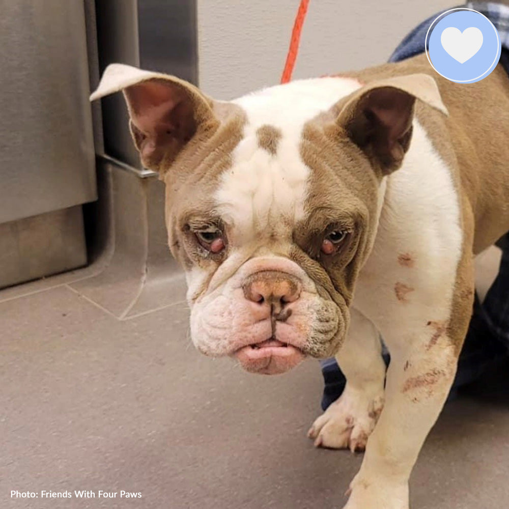 Funded: Help Heal Tonka’s Eyes So He Can See a Brighter Future、mySite、camillekostekn