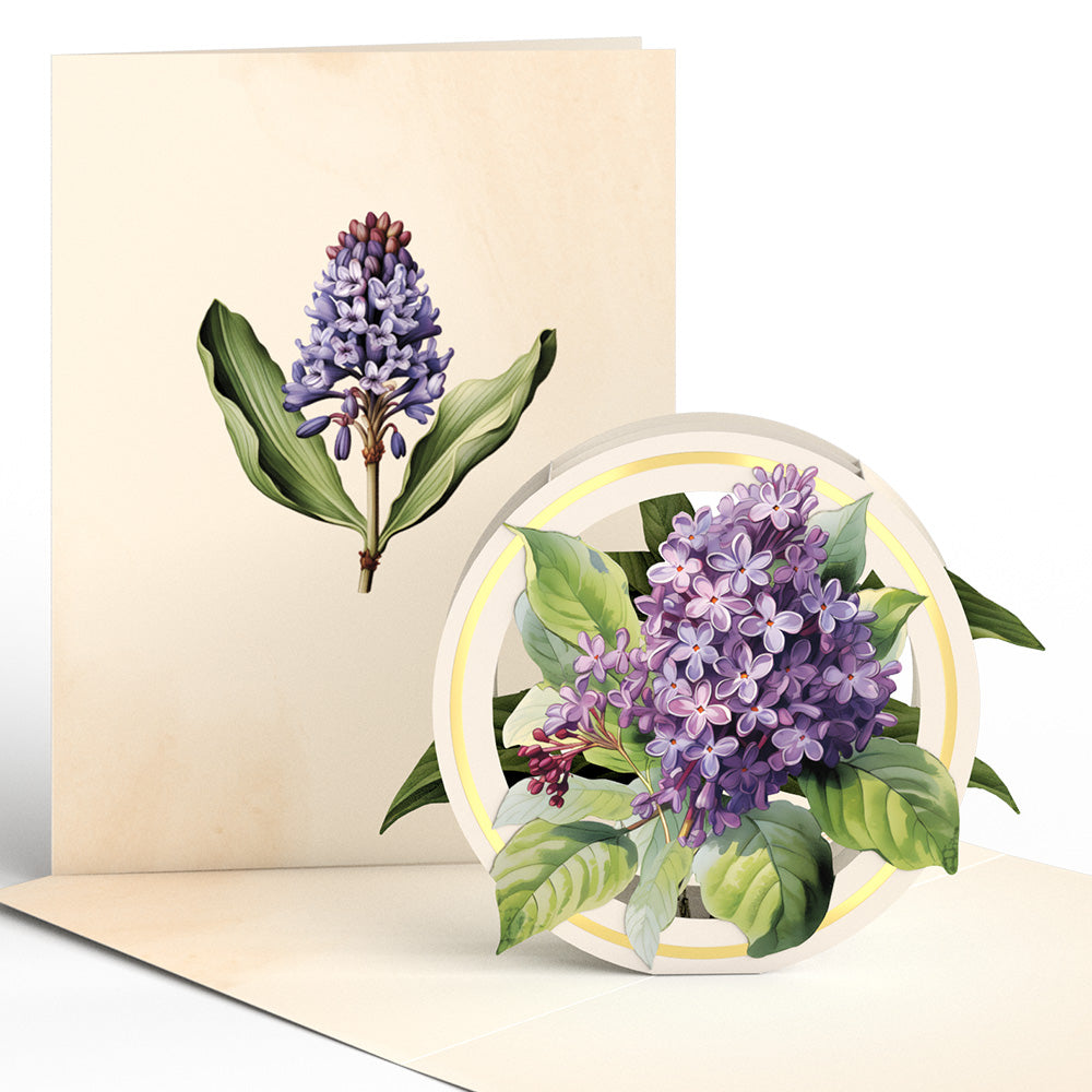 Beautiful Botanicals Box Set (Assorted 12-Pack): Paperpop® Card、mySite、solidvoid