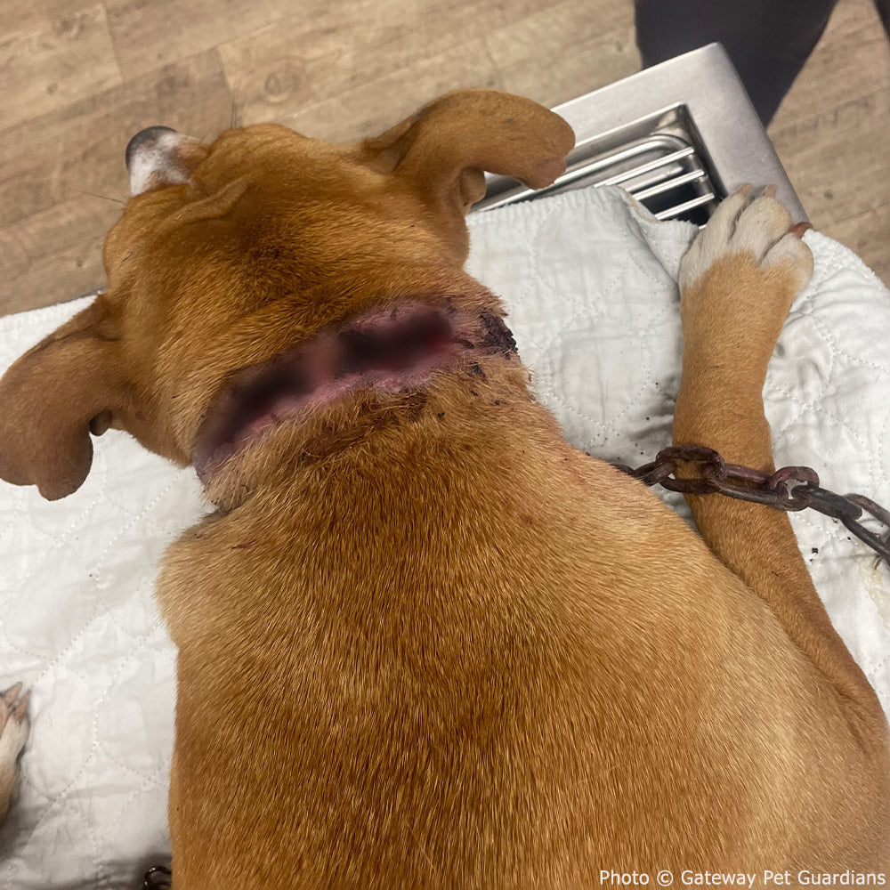 Funded: Help Free Reddy from Her Chains、mySite、camillekostekn