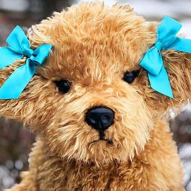 Labradoodle Plushie with NO Bows by Auswella、mySite、g9winljtr