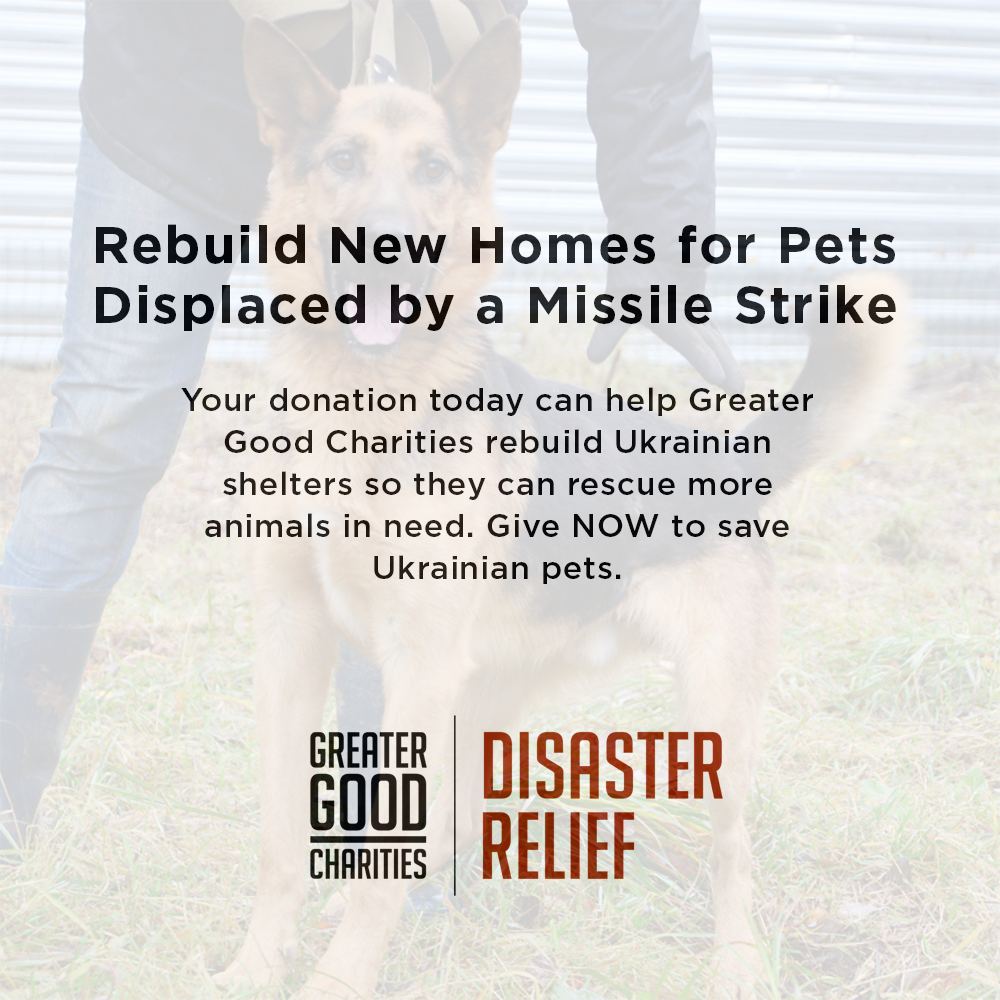 Struck By Missiles Twice - Animal Shelter Desperately Needs Support、mySite、camillekostekn