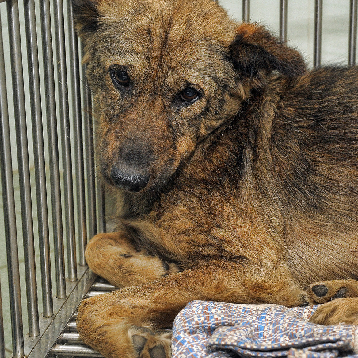 PAWS LIFELINE FUND: Rescue Pets From Major Cases of Abuse and Neglect、mySite、camillekostekn