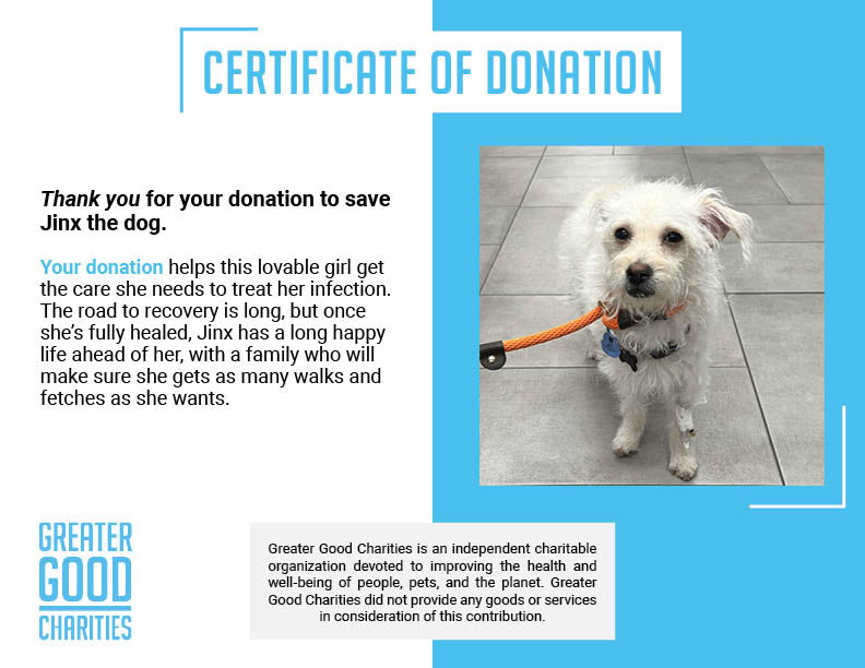 Funded: Help Jinx Heal After Kidney Infection、mySite、camillekostekn