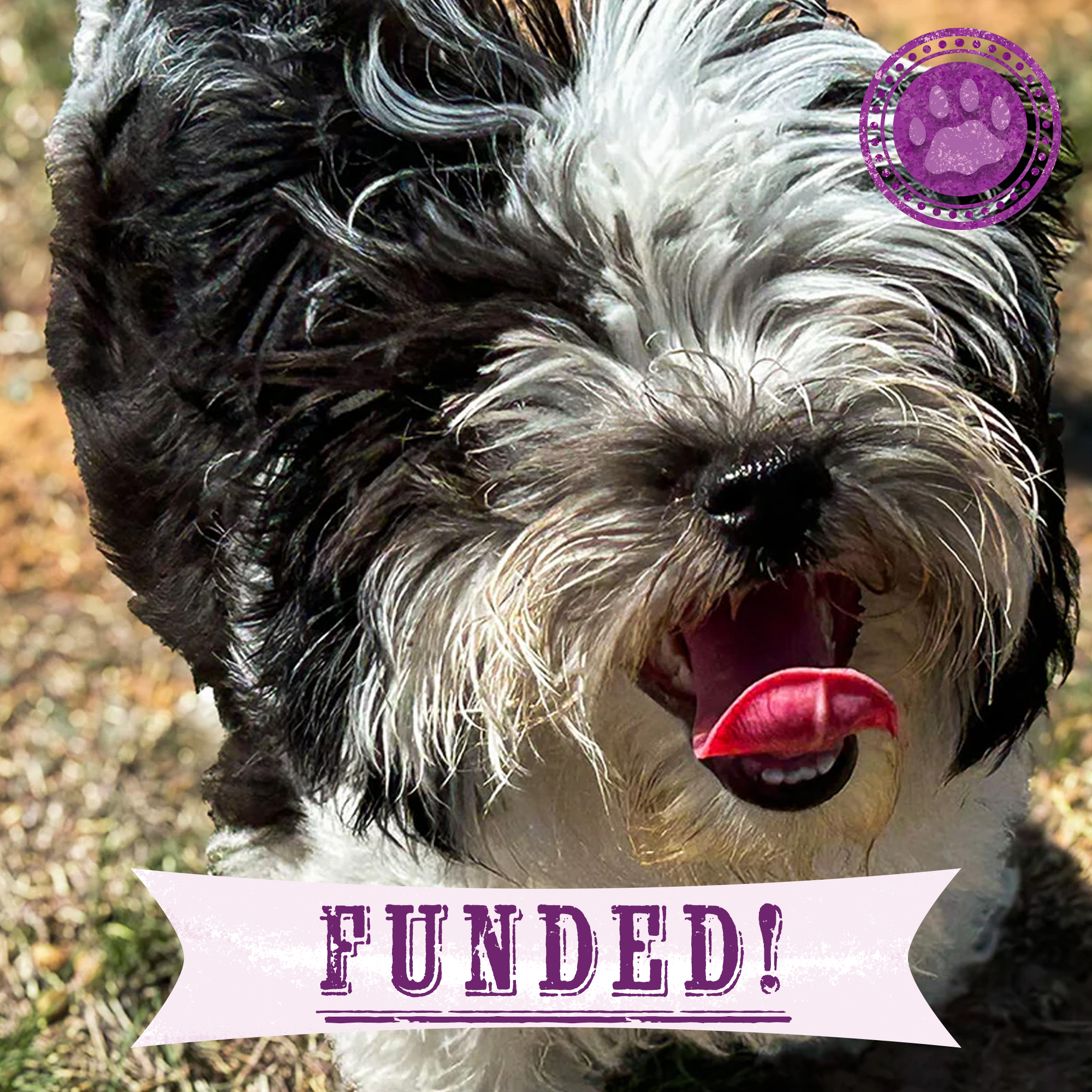 Funded: Help Snooka Run and Play After Leg Fracture、mySite、camillekostekn