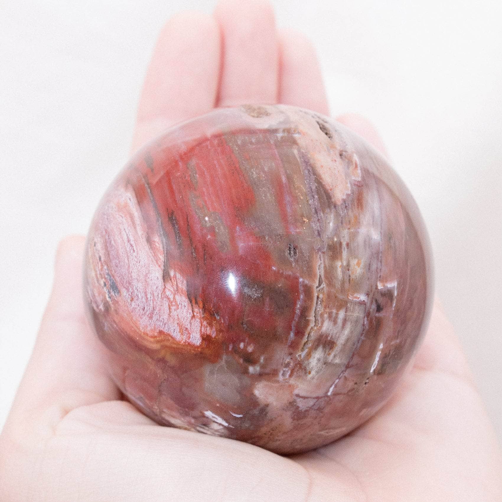 Petrified Wood Sphere - AAA Premium Quality、mySite、hinf8tx79