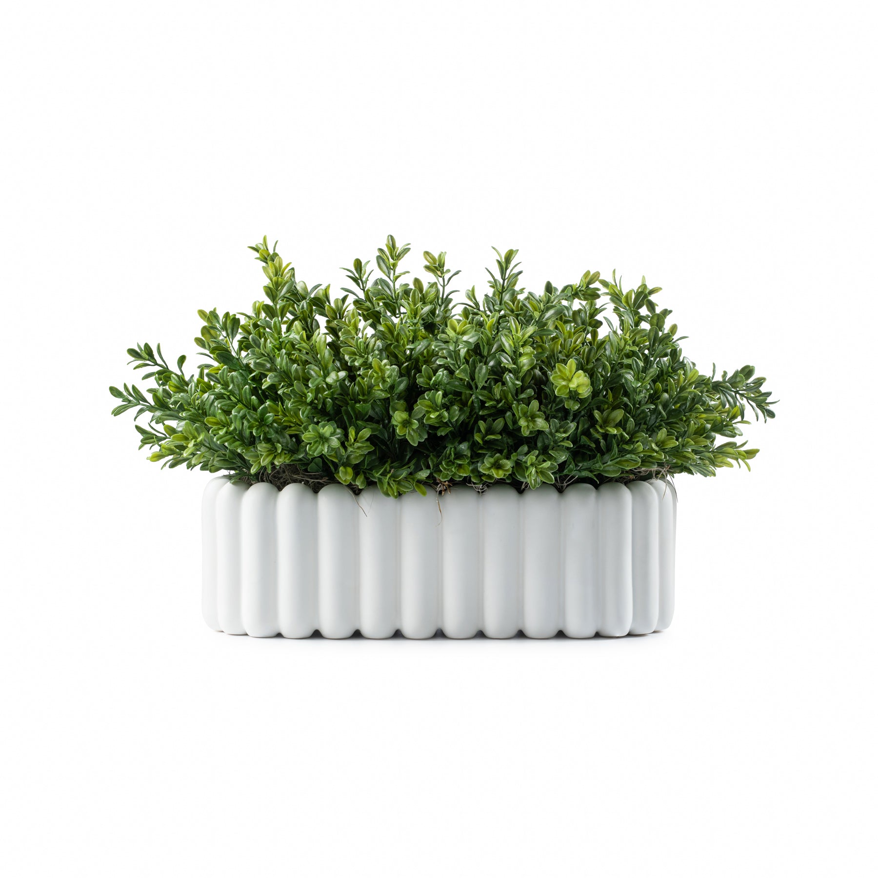  DH Scallop Oval Boxwood Pot、mySite、elrpsem3k