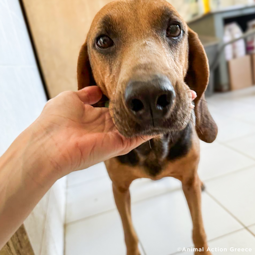 Funded: Help Sick Dog Found Barely Surviving in Pile of Garbage、mySite、camillekostekn