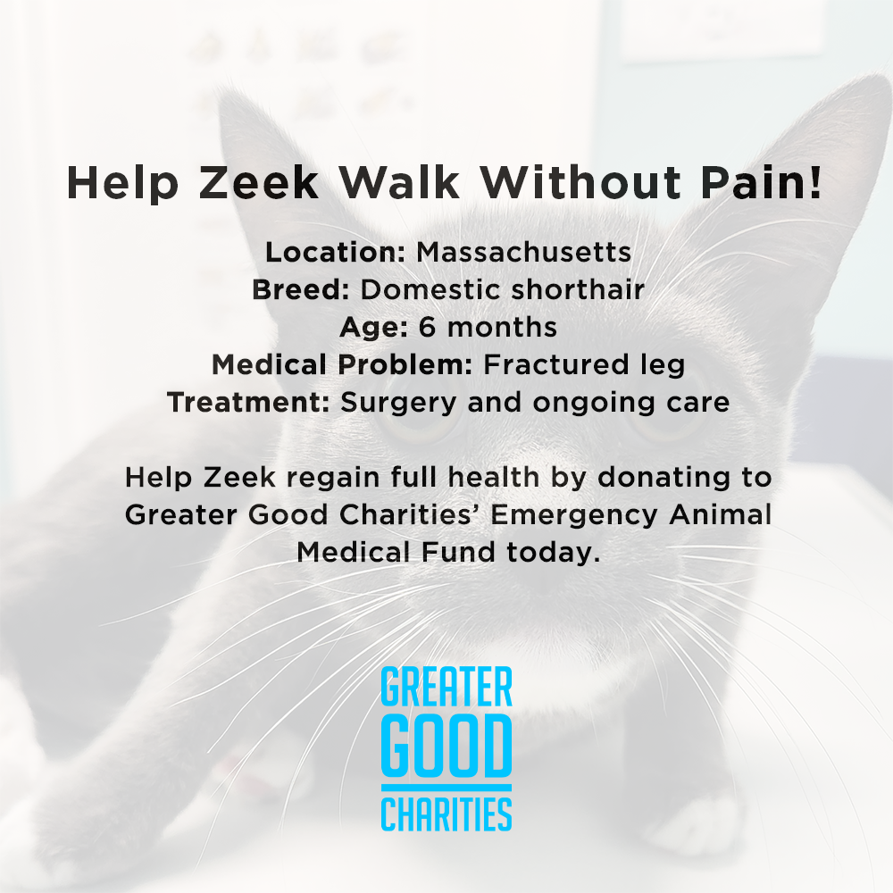 Funded: Help Zeek Walk Without Pain、mySite、camillekostekn