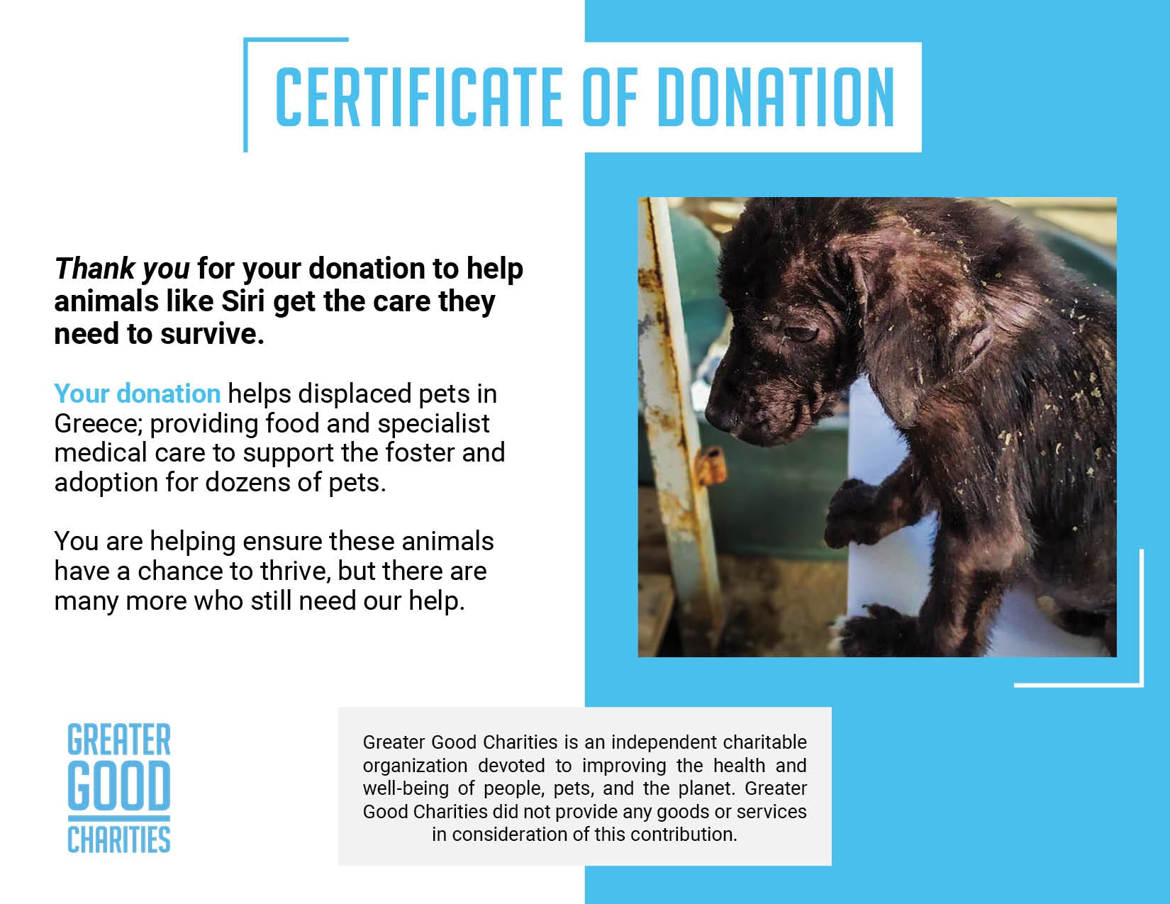 Funded: Parasite-Riddled Puppy Found Alone Needs Immediate Care To Survive、mySite、camillekostekn