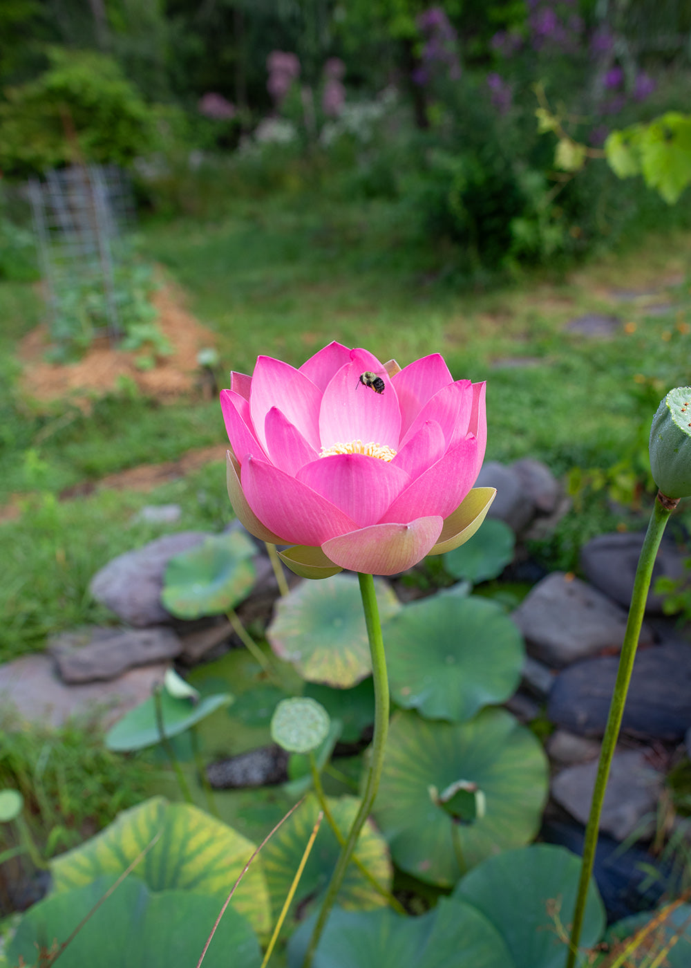 Zen Mountain Monastery greeting cards、mySite、topwebapps