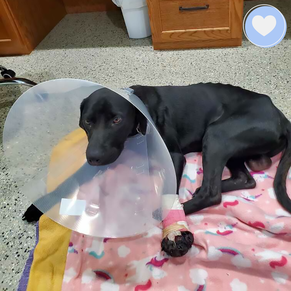 Funded - Help Leo Heal From a Life of Neglect、mySite、camillekostekn