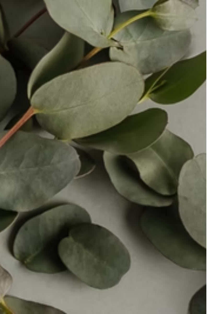 Pura Fragrance Refill -Dew (unify co)、mySite、hinf8tx79