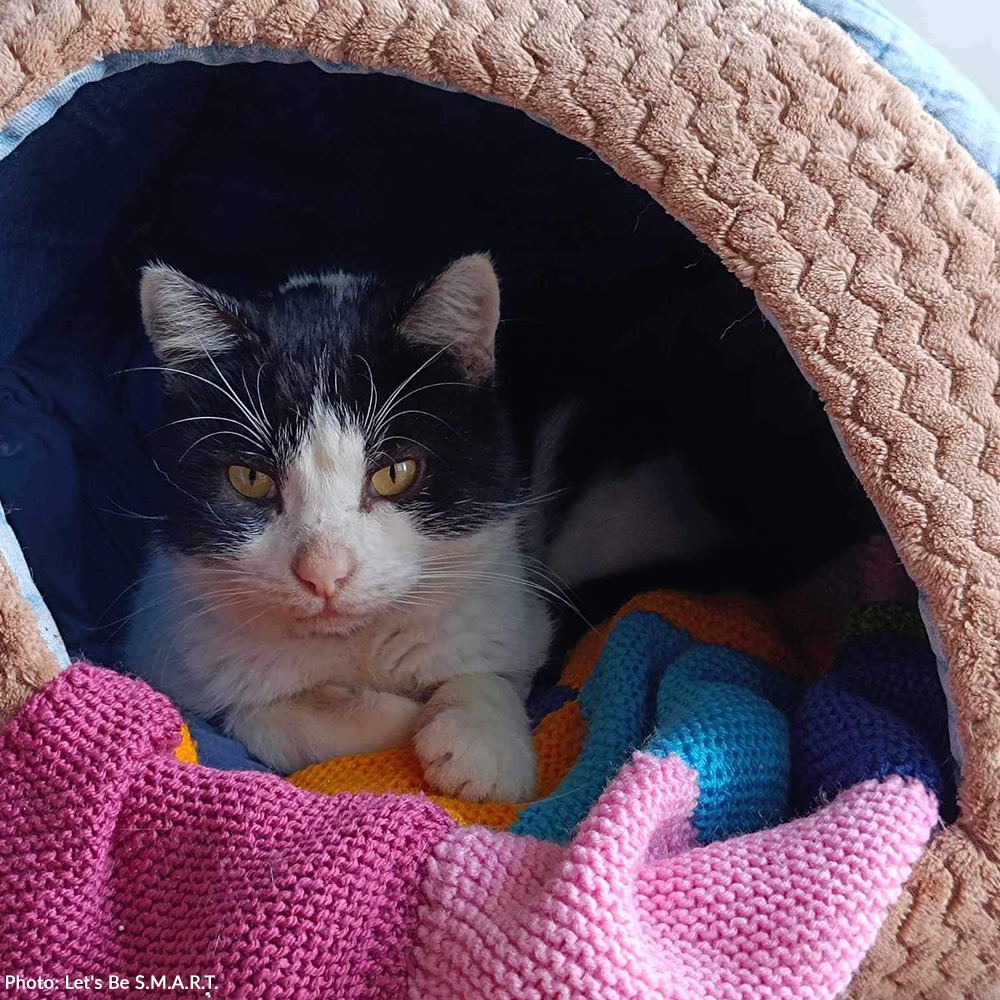 Funded: Devastating Illness May Take Panda's Life - Help Him Recover!、mySite、camillekostekn