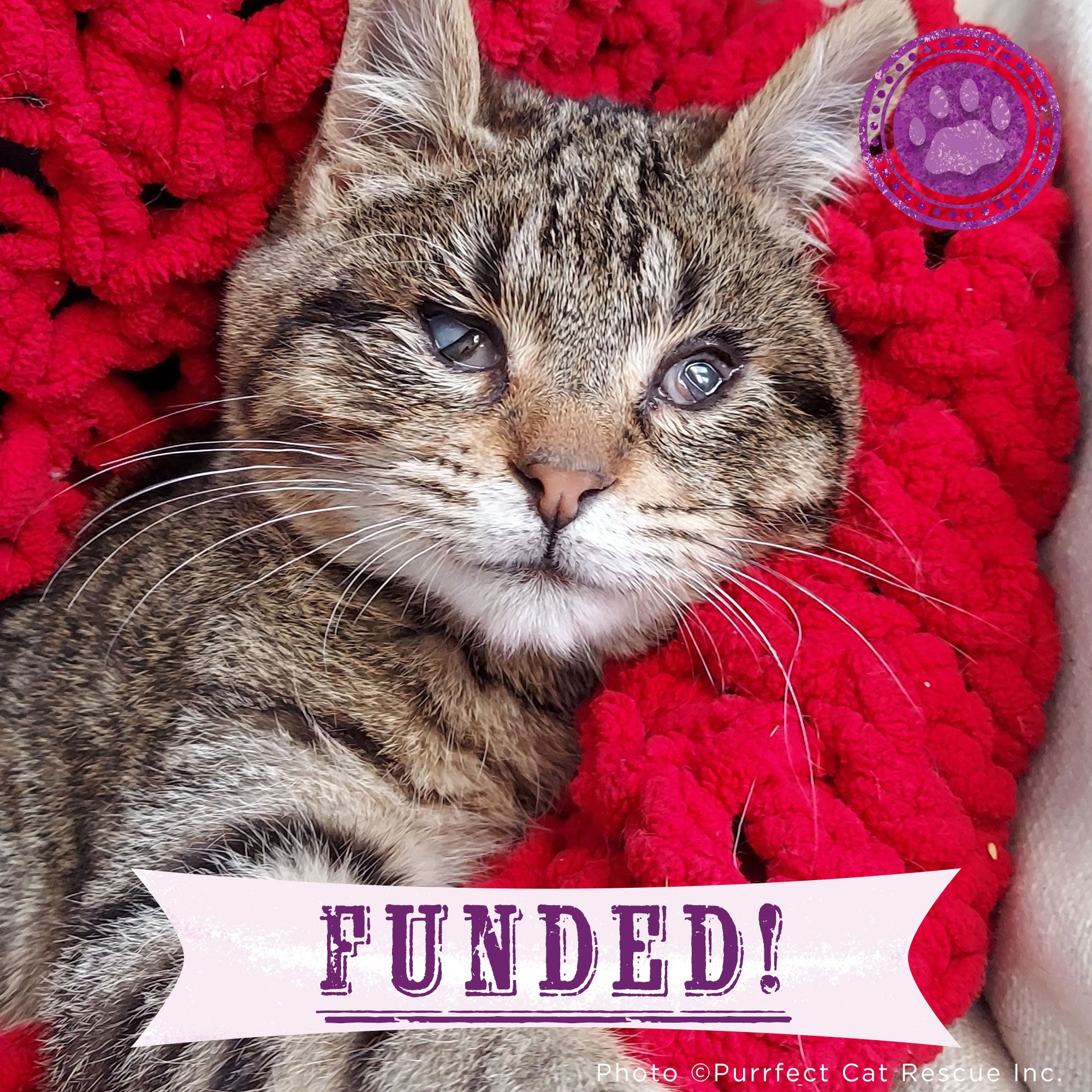 Funded - Help Doug Keep His Sight、mySite、camillekostekn