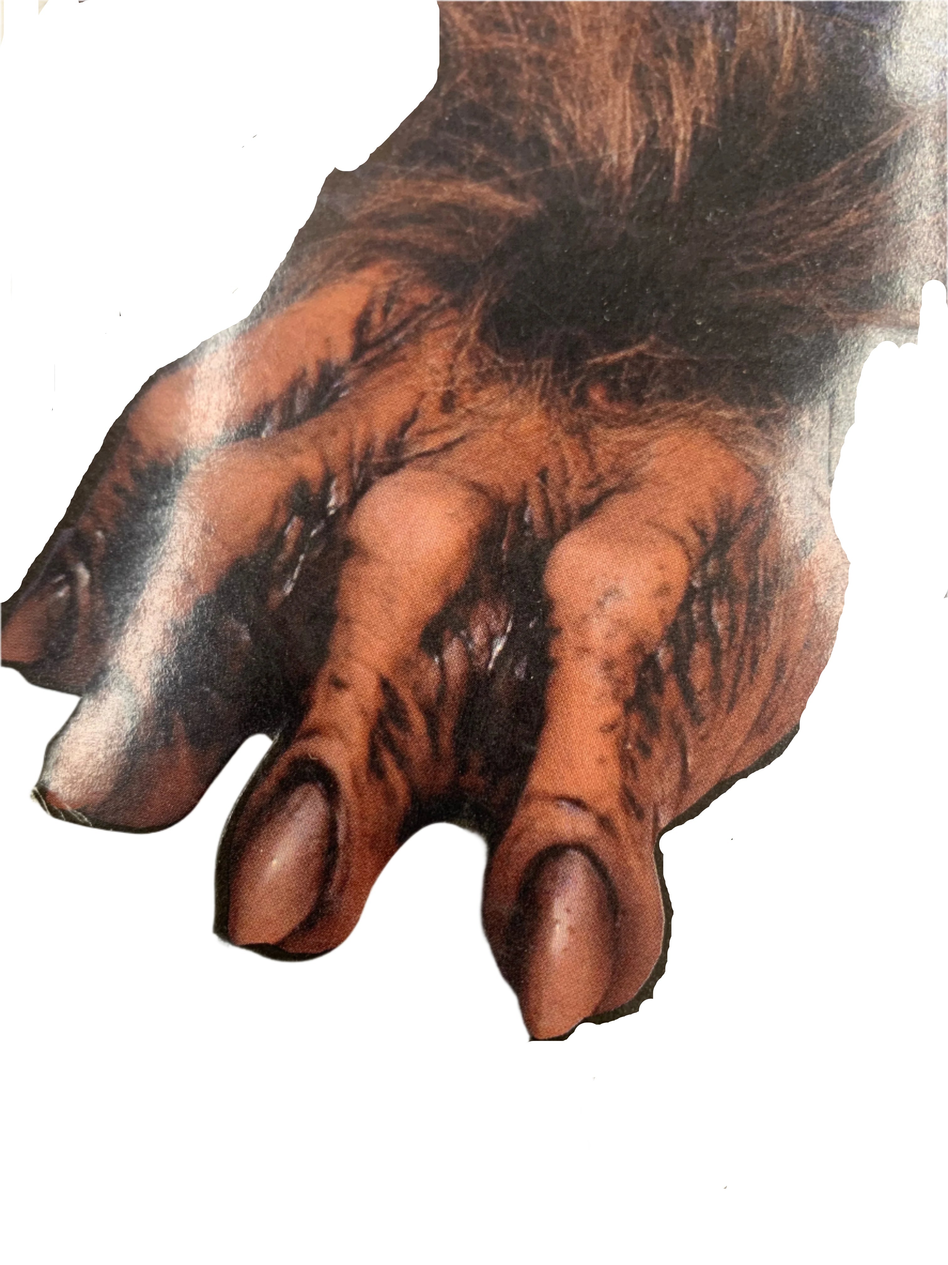 Brown Hoofs、mySite、bengalsvssteelers