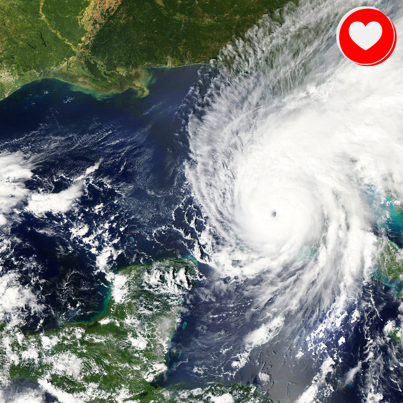 Help People and Pet Victims of Hurricanes、mySite、camillekostekn