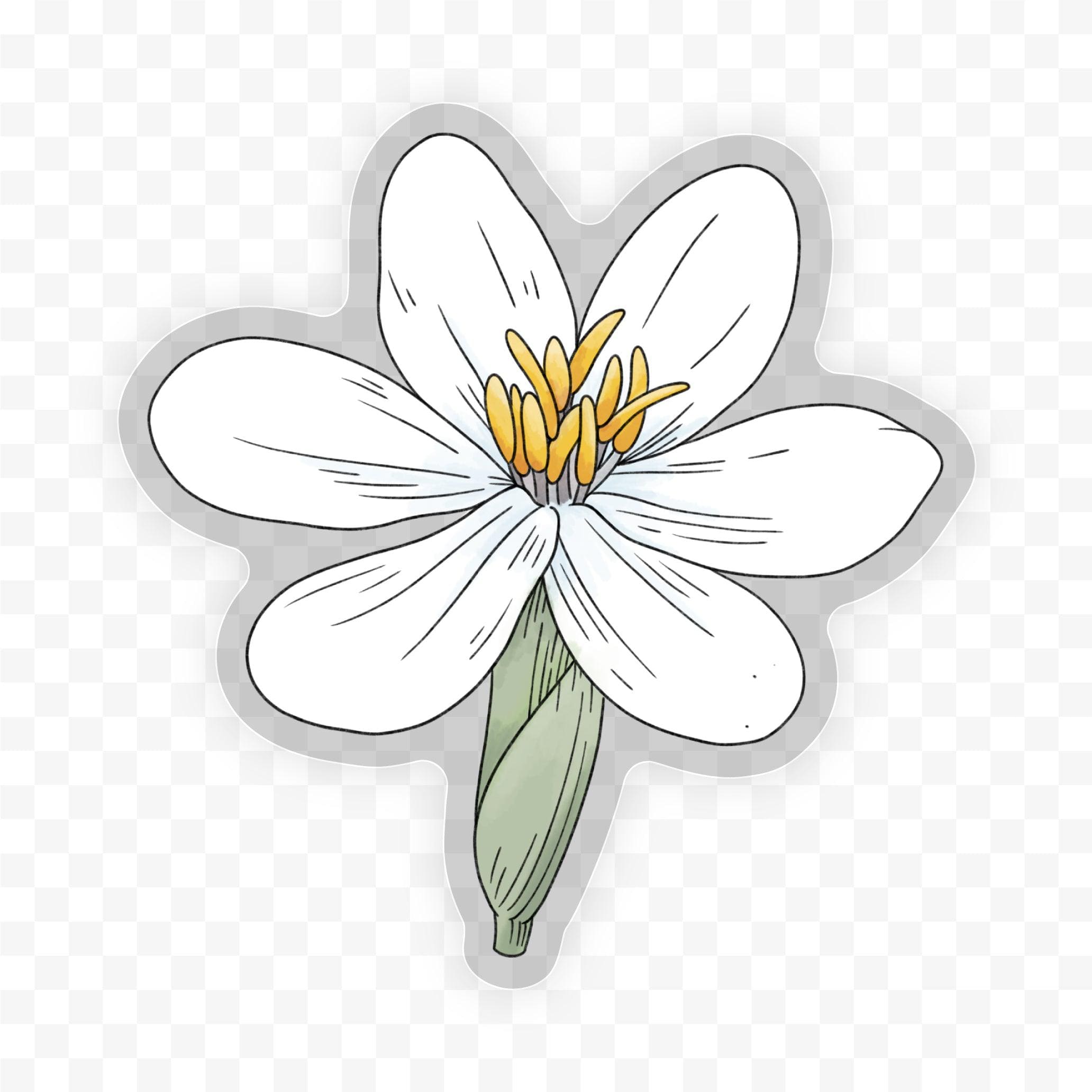  Eleutherine Bulbosa - Botanical Clear Sticker、mySite、elrpsem3k