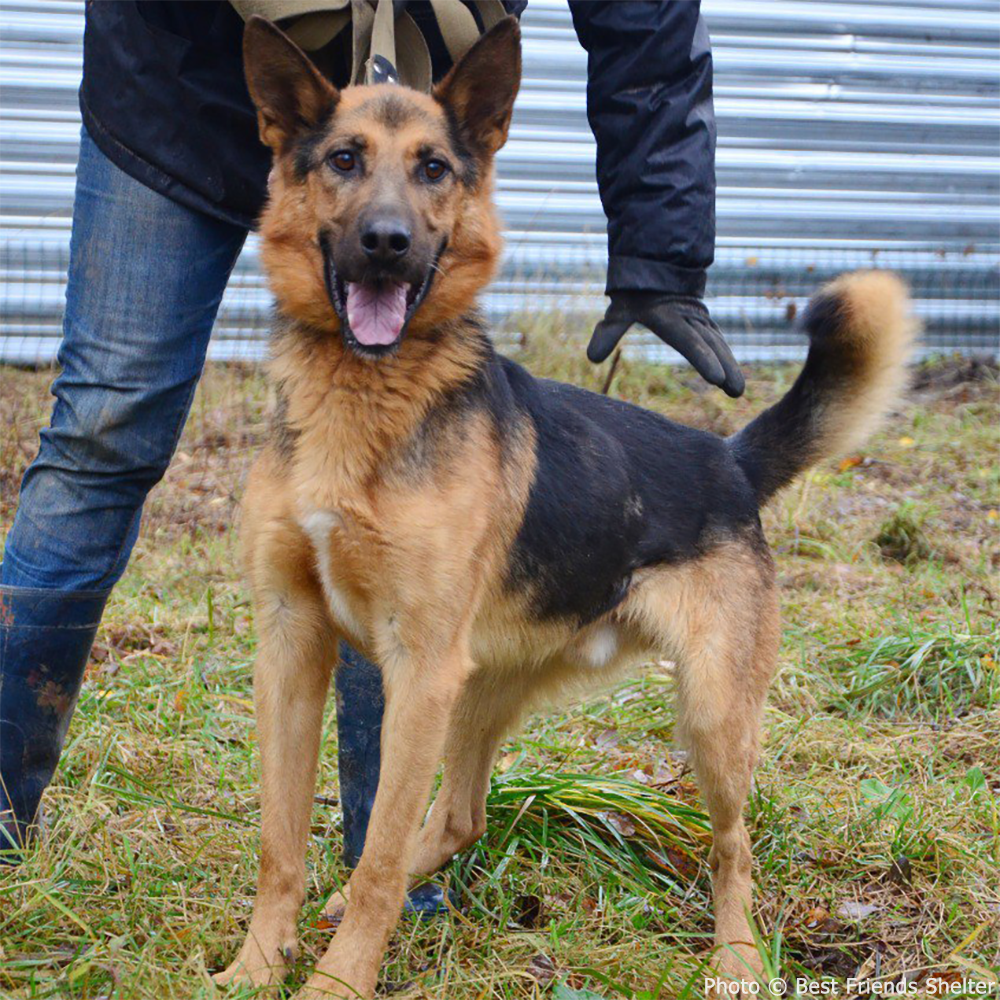 Struck By Missiles Twice - Animal Shelter Desperately Needs Support、mySite、camillekostekn