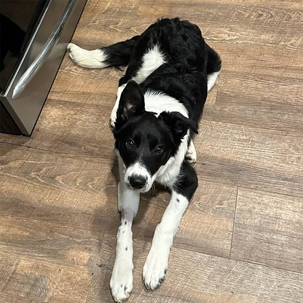 Funded: Help Bean Get Back on Her Feet、mySite、camillekostekn